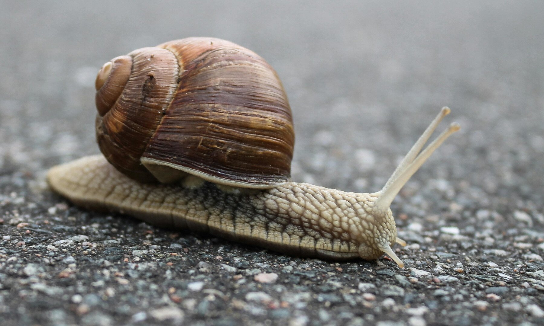 Ein Schnecke auf Asphalt.